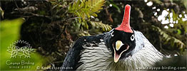 Horned Guan