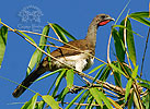 White-bellied Chachalaca