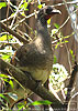 White-bellied Chachalaca