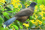 Plain Chachalaca