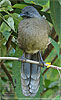 Plain Chachalaca