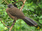 Plain Chachalaca