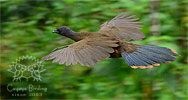 Plain Chachalaca in flight