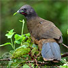 Plain Chachalaca feeding