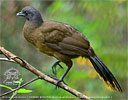 Plain Chachalaca walking