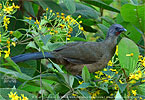 Plain Chachalaca perched