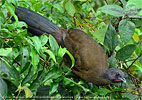 Plain Chachalaca perched