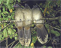 Plain Chachalaca roosting