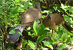 Plain Chachalaca with chicks