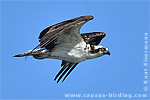 Osprey