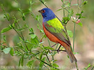 Painted Bunting