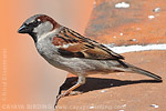 House Sparrow