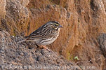 Savannah Sparrow