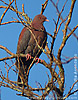 Red-billed Pigeon