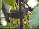 Short-billed Pigeon