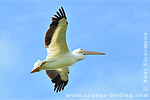 American White Pelican