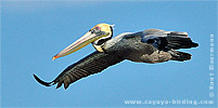 Brown Pelican