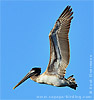 Brown Pelican