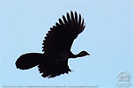 Crested Guan in flight