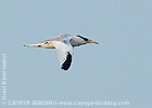 Red-billed Tropicbird