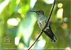 Scaly-breasted Hummingbird