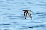 Red-necked Phalarope