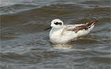 Red-necked Phalarope