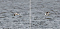 Red-necked Phalarope