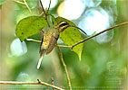 Long-billed Hermit