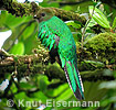 female Resplendent Quetzal