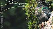 juvenile Resplendent Quetzal