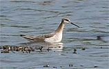 Wilson's Phalarope