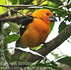 Yellow Grosbeak