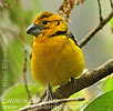 Yellow Grosbeak