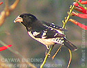 Rose-breasted Grosbeak