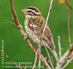 Rose-breasted Grosbeak