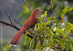 Squirrel Cuckoo