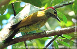 Golden-olive Woodpecker