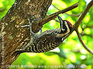 Ladder-backed Woodpecker