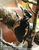 Hairy Woodpecker