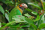 Brown-hooded Parrot