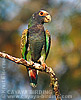 White-crowned Parrot