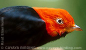 Red-capped Manakin