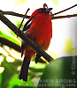 White-winged Tanager