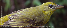 Summer Tanager