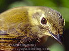 Stub-tailed Spadebill