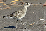 Black-bellied Plover