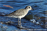 Black-bellied Plover