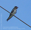 Gray-breasted Martin