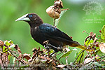 Chestnut-headed Oropendula